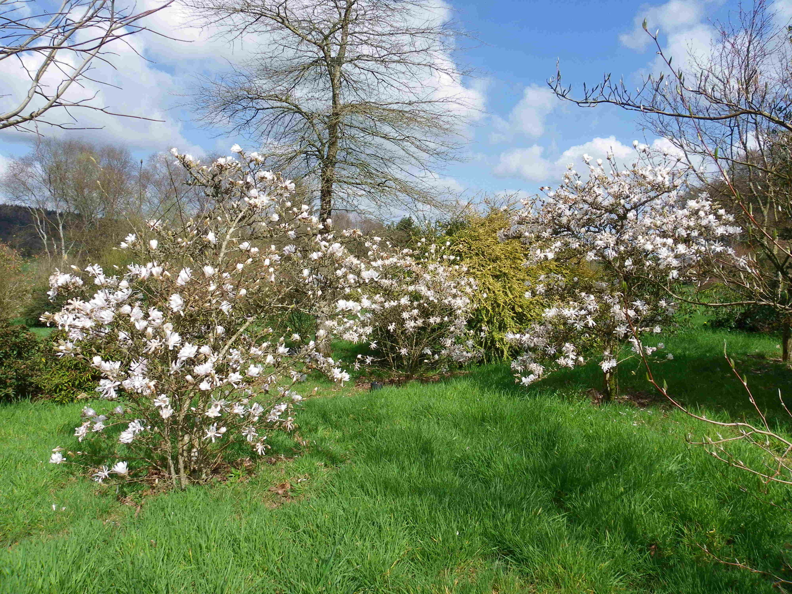 magnolias