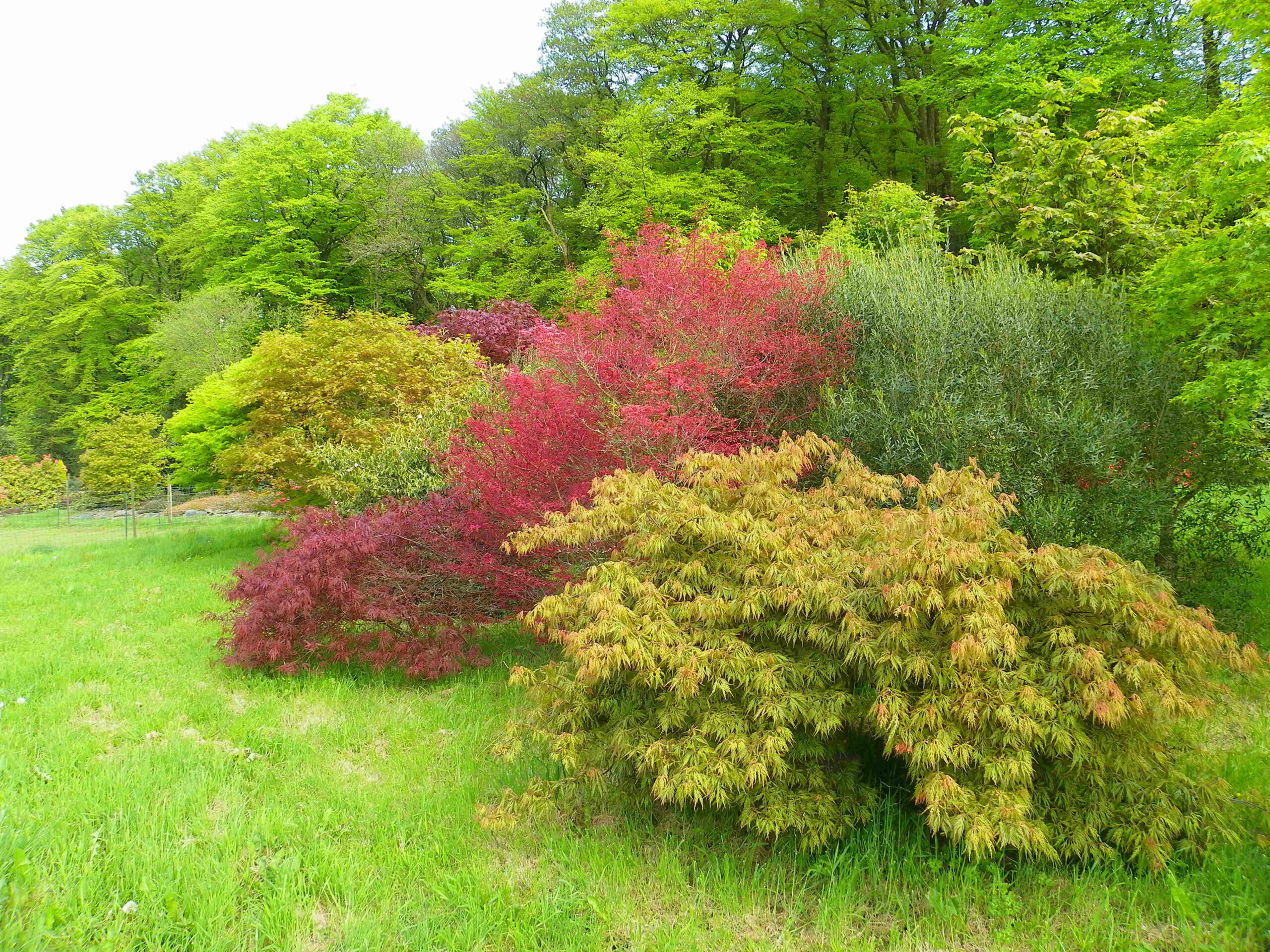 acer garnett et dissechtum